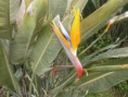 /album/fiori1/p3083351-2-jpg1/